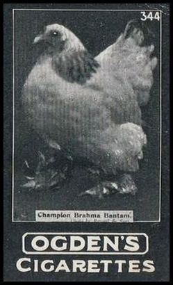 344 Champion Brahma Bantam